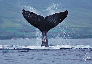 This image was taken last week during a trip on the water... by Steven Anderson 